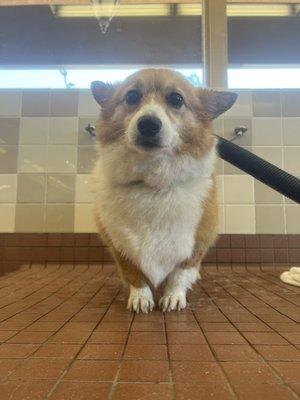 Happy bean after her bath.