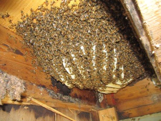 Huge gorgeous HIve with all the Honey Bees around it!