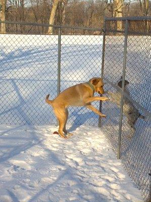 Camp Ravenwood Kennels