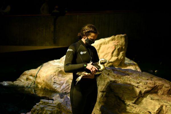 Staff holding up an African penguin