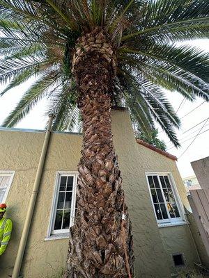 King Palm tree before pruning.