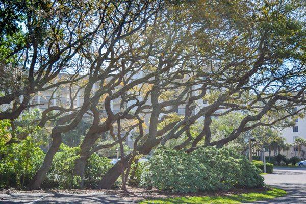 Beautiful oak trees throughout the property