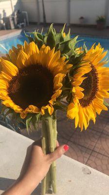 Purchased these gorgeous sunflowers from the corner store/deli. Such a great find!