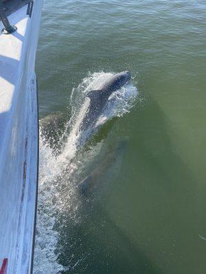 Dolphins on the way to the spot