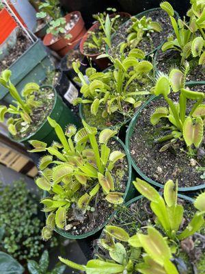 Many King Henry Venus fly traps to choose from at a reasonable price