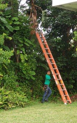 Trampling over newly planted vegetation