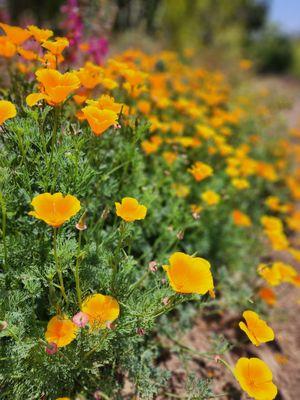 Elysian Park Trail