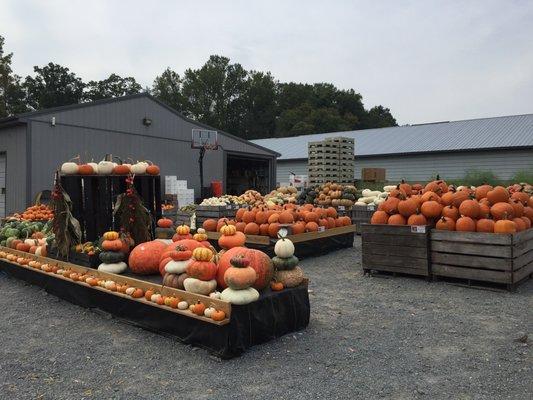 Fresh pumpkins squashes and gourds at the fall festival