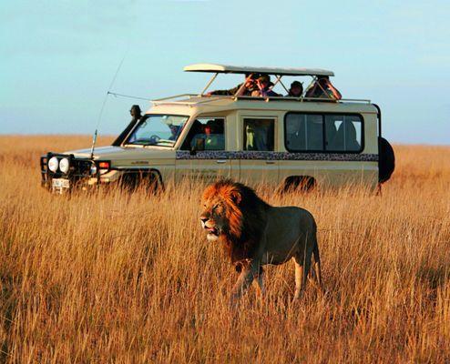 See lions up close and personal in the wild on a bucket list safari!