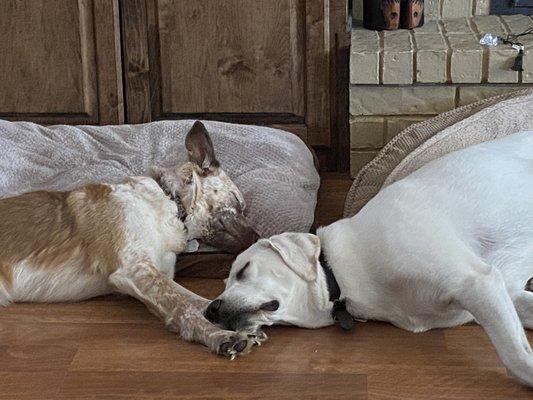 Riley and Ginger after a day of play at Host Family home.  No cages, no stress, no strangers in your home.