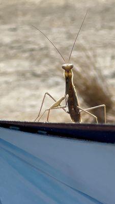 Praying mantis enjoying the campsite