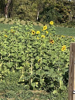 Sun flowers