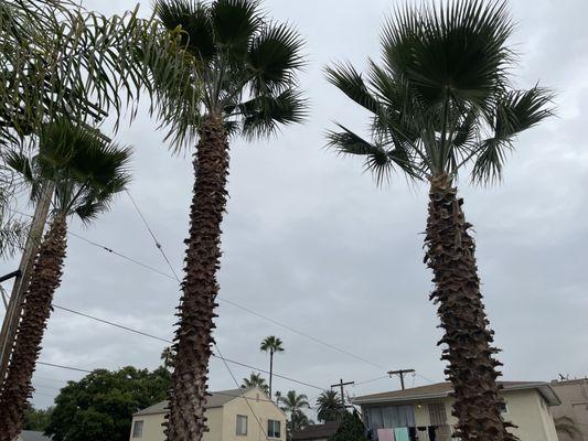 Palm tree trimming