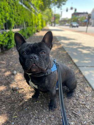 Jack on his walk