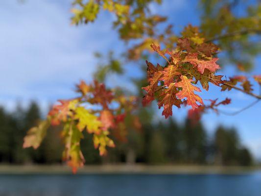 Lake Tapps Park