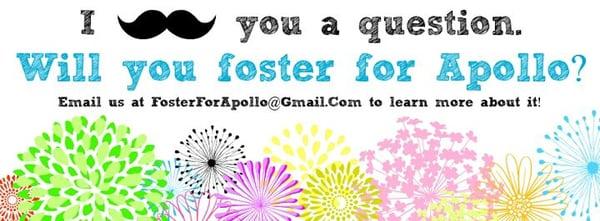 We need fosters!!! Please sign up today! Email fosterforapollo@gmail.com to get an application.