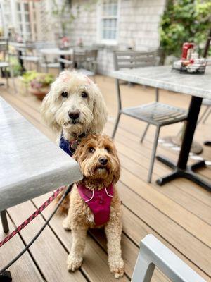 Dog Friendly Patio