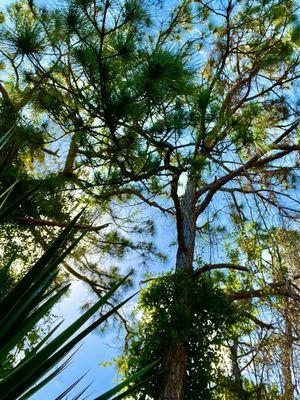 Trails are shaded by tall trees.