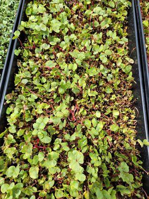 Variety of microgreens available now