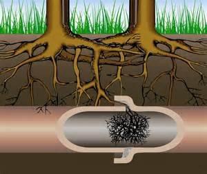 Tree roots infiltrate sewer pipes