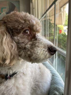 All her matted chin and face hair looking fabulous and fresh- :)