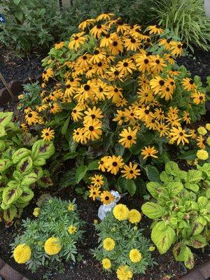 Flowers in the community garden, these particular ones were donated by a nice tenant.