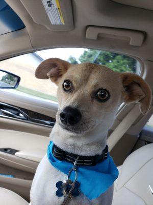 My chip looking great after a day at Mary's Groomers