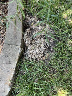 The "big hole" for which we were charged $185.  You can't even see the sprinkler head, and the grass is dead!