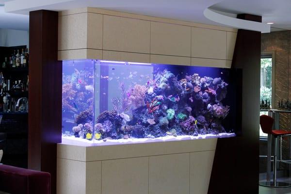 A 500 gallon Reef System with LED lighting on the North Shore of Long Island.