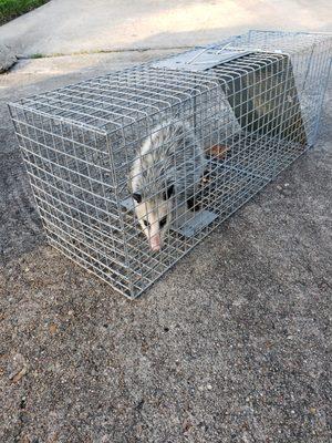 Houston Possum Removal