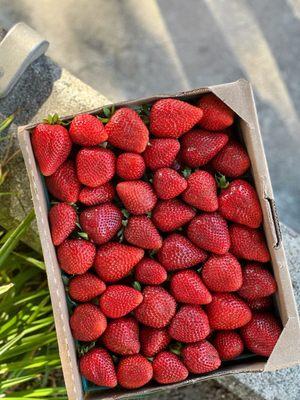 Strawberries from Lemus Farms