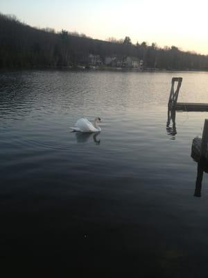 A white Swan on the lake