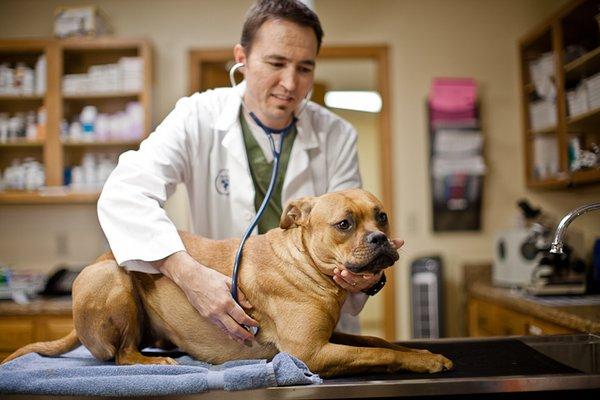 Aspen Grove Vet Care