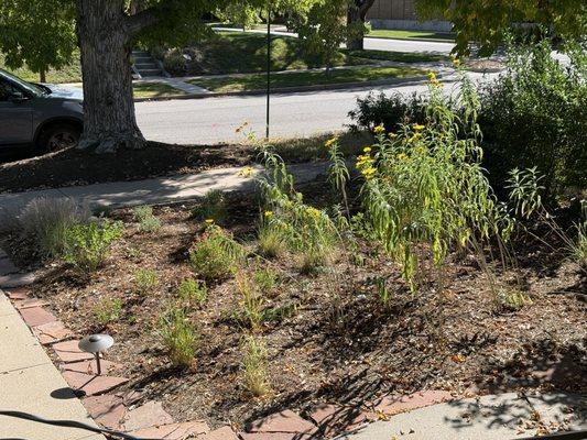 Plants nearing end of second season (not the best picture)!