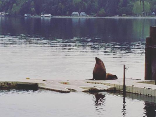 Dock and california sea lion