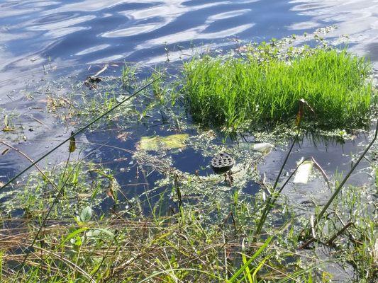 Plastic/ trash in water