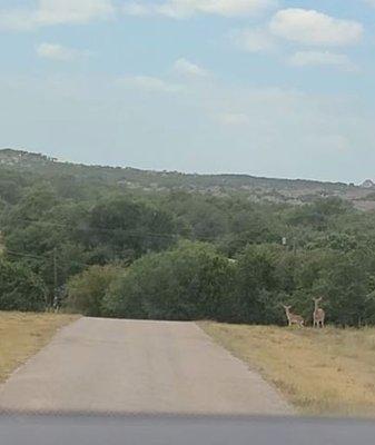 driveway to Navidad Farms