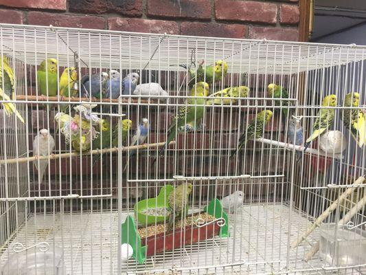 Cramps birds in one cage. Smh. Sad just sad.