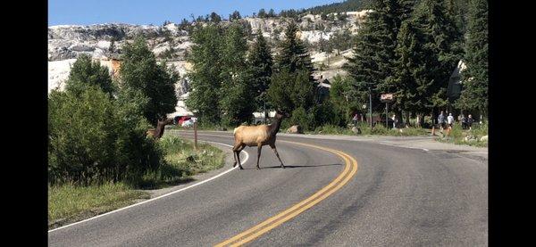 Mammoth springs