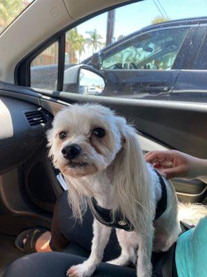 Feeling fresh after the groomer