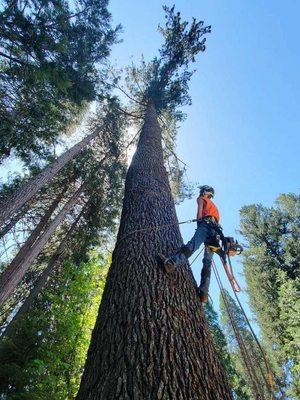 Big sugar, Pine and Pollock Pines removal