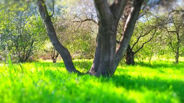 Stock Ranch Nature Preserve