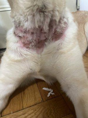 They returned my dog with neck bleeding and scars