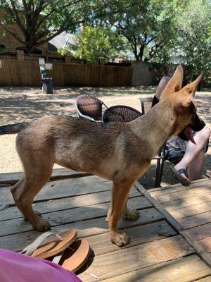 3 month old Belgian Malinois girl