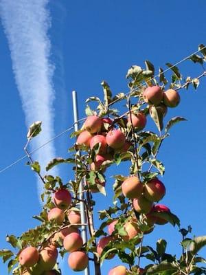 Apples and blue skies!