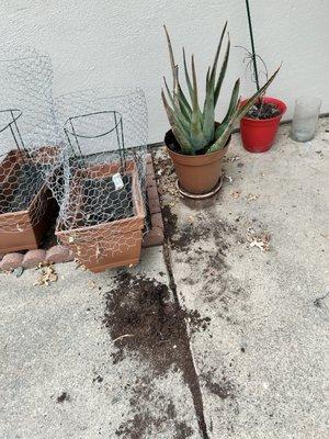 Dirt from my Aloe Vera plant purposely spilled out and NOT replaced.