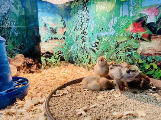 Baby chicks