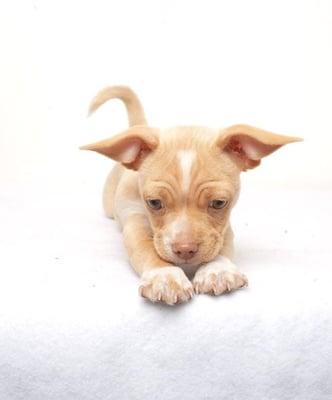 Chunk, one of our many adorable puppies. Adopted 5/8/2009