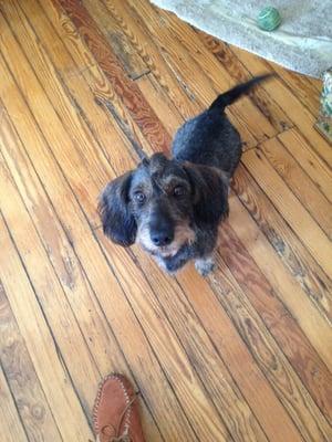 Stripped and trimmed and loving his doggie mohawk.