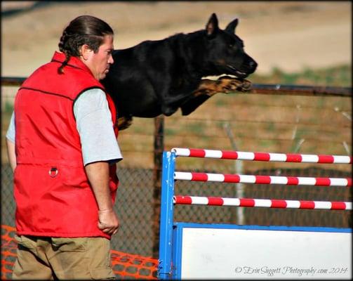 Fripon O.V jumping 1.2 meter hurdle